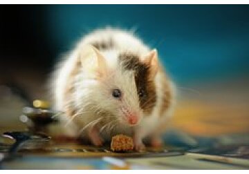 Ограничение потребления кислорода увеличило продолжительность жизни у мышей