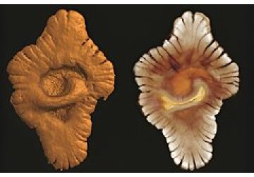 Обнаружена древняя экосистема со сложной жизнью