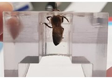 Пчелы распознали человеческий рак