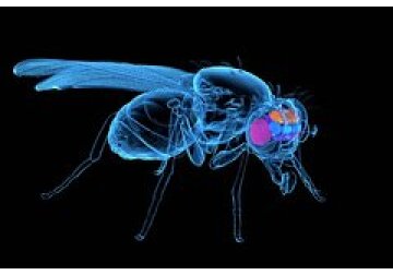 На Земле появилась первая бессмертная муха