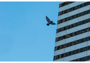 Texas&#039; skyscrapers are going dark to keep billions of birds safe