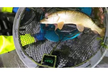 River fish being moved in struggle to survive low water levels