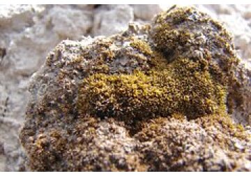 Найдено способное выжить на Марсе растение