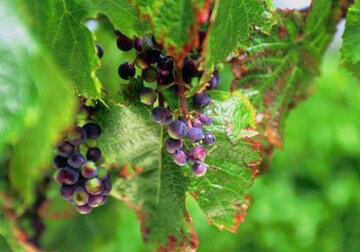 Poducătorii de vin pot fi scutiți de plata contribuțiilor la Fondul viei și vinului în anul 2021.