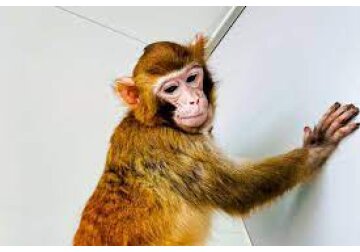 Cloned rhesus monkey created to speed medical research