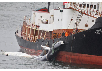 Iceland grants whale hunting permit despite animal welfare concerns