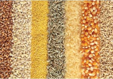 Moldovan farmers will receive new urgent assistance in the form of seeds, fodder for livestock and other agricultural inputs worth about $1 million within 2 FAO projects.