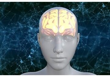 В человеческом мозге обнаружили центр выживания