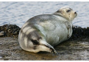 Seals stay warm and hydrated in the Arctic with larger, more convoluted nasal passages