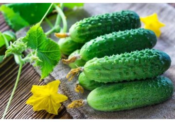 Почему некоторые огурцы, выращенные на даче, оказываются горькими?