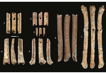 Обнаружены семь древнейших костяных флейт