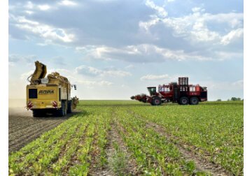 Südzucker Moldova a început recoltarea sfeclei de zahăr: mai mult de 60% din recoltă a fost afectată de secetă