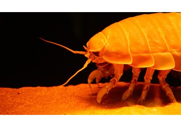 Creaturi din adâncul oceanelor folosesc un truc ingenios pentru a supraviețui ani de zile fără hrană