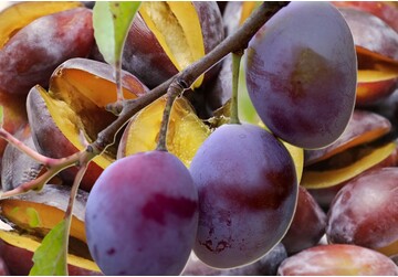 Over the last few years, Moldova has increased exports of plums to the UK 15 times, apples 5 times and grapes about 3 times