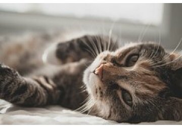 Запрет на котов в азиатской стране снимут спустя 34 года