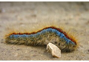 Гусеницы оказались природными сенсорами электрических полей