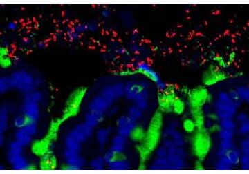 Раскрыт способ обострить чувство справедливости