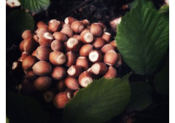 Hazelnut producers can get a free business consultation from an American specialist who will be in our country from February 11 to 27.