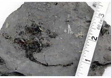 Найдена окаменелость редкого морского животного