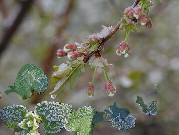 Losses incurred by Moldovan fruit producers from the recent April frosts are estimated at approximately 741 million lei - Moldova Fruct