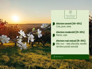Moldova's Ministry of Agriculture is analyzing ways to compensate fruit growers affected by spring frosts