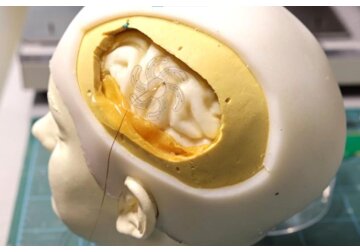 Ученые впервые смогли напечатать на 3D-принтере живой мозг