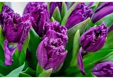 Владельцам питомцев назвали опасные растения