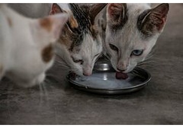 Непереносимость кошками лактозы объяснили