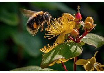 У шмелей нашли логическое мышление