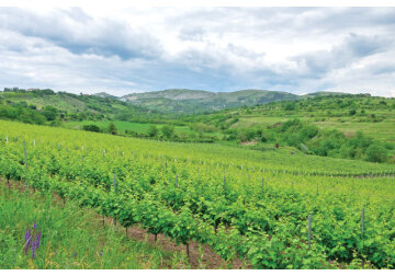 Seceta cruntă din Spania arată că în lipsa apei agricultura trebuie să se adapteze şi să se modernizeze