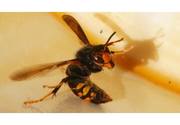 Record number of Asian hornet sightings in UK - as report highlights huge worldwide cost of invasive species