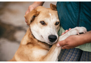 Стало известно, почему только некоторые собаки «понимают слова»