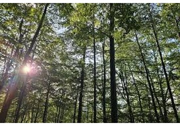 Cum a fost folosit AI-ul pentru a afla la ce oră cântă păsările pădurii