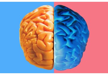 „Nu este clar de ce există acest dezechilibru”. Un mare studiu a descoperit o diferență între creierul femeilor și bărbaților la bătrânețe