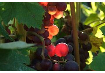 Обнаружены семена древнейшего винограда