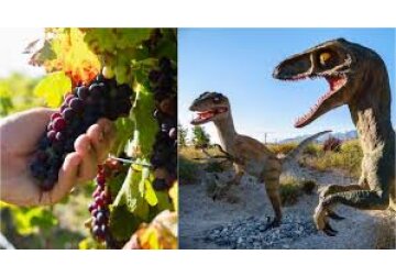 Apariția strugurilor este un efect al dispariției dinozaurilor