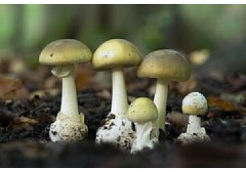 Обнаружено противоядие при отравлении самым смертоносным грибом в мире