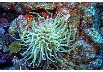 Обнаружен «затерянный мир» древних организмов