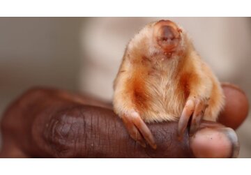 Северный сумчатый крот: редкое слепое существо, сфотографированное в австралийской глубинке