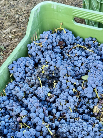 După aproape 2.000 de ani, prima recoltă de struguri la Pompei. Urmează vinul