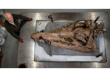 Pliosaur discovery: Huge sea monster emerges from Dorset cliffs