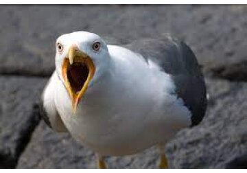 Noisy nuisance or natural wonder? Why there&#039;s no easy answer to seagulls