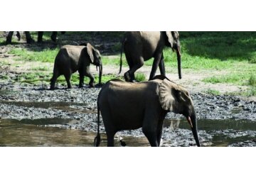 Migrating species crucial to planet under threat, says UN