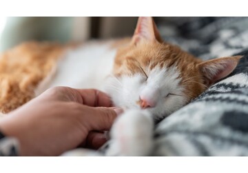 Metoda descoperită de cercetători pentru a chema o pisică. De ce simplul „pis pis” nu funcționează mereu