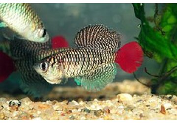 Найден новый подход для замедления старения мышц