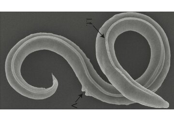 Ancient worms revived after 46,000 years
