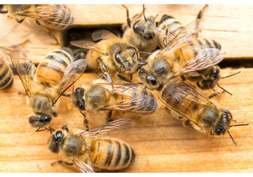 Названы животные, которые умеют омолаживаться