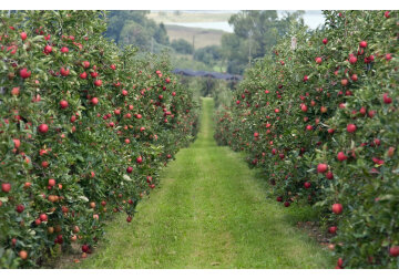 Politica de stat în horticultură va intra în responsabilitatea Oficiului de Horticultură urmând să fie creat și un fond pentru dezvoltarea acestui sector.