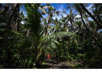 Насыщение почв азотом удвоит скорость восстановления лесов в тропиках