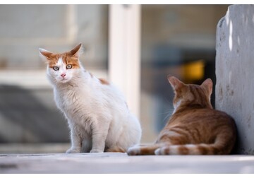 Zooland.ro - Limbajul corpului la pisici